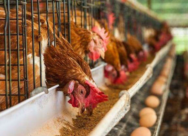 新式养鸡大棚怎么养？夏季怎么养蛋鸡？