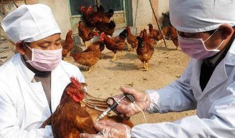为什么你的养殖场总是小病不断？其实90%的病都是你自己造成的