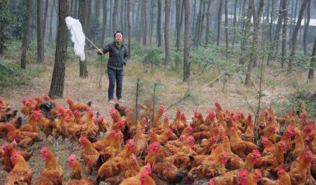为什么你的养殖场总是小病不断？其实90%的病都是你自己造成的
